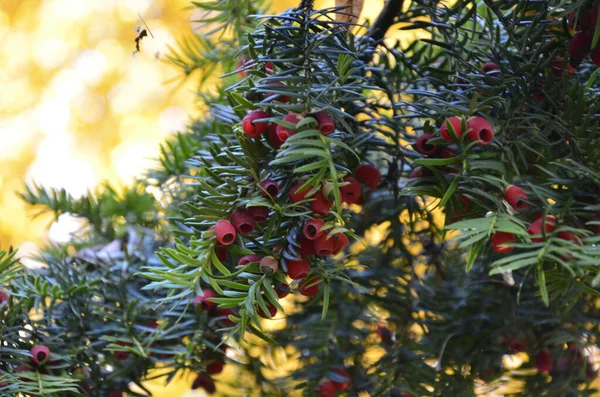 Primo Piano Del Taxus Baccata Aghi Frutti Conifera Rami Verdi — Foto Stock