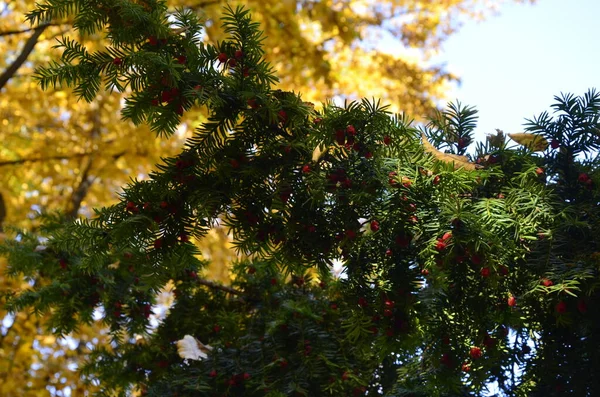 Taxus Baccata Gros Plan Aiguilles Fruits Conifères Branches Vertes Aux — Photo