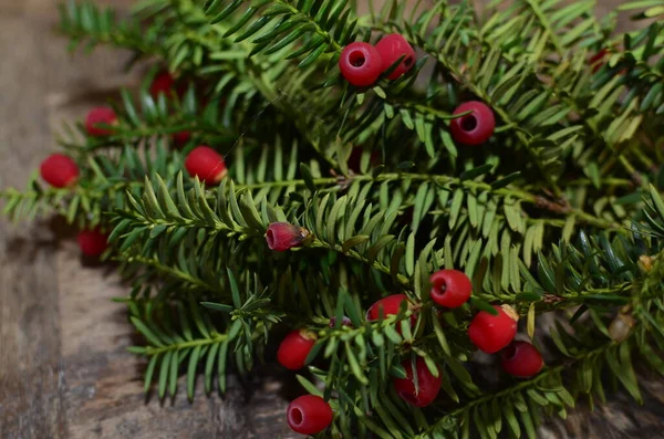 Taxus Baccata Nahaufnahme Nadeln Und Früchte Aus Nadelholz Grüne Zweige — Stockfoto