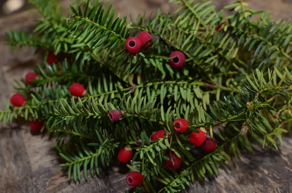 Taxus Baccata Крупним Планом Хвойні Голки Фрукти Зелені Гілки Дерева — стокове фото