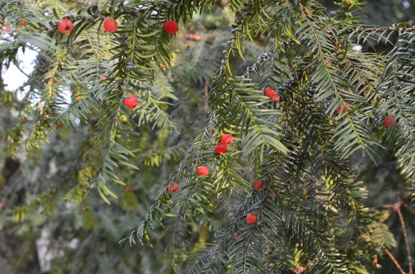 Taxus Baccata Primer Plano Agujas Coníferas Frutas Ramas Verdes Tejo —  Fotos de Stock