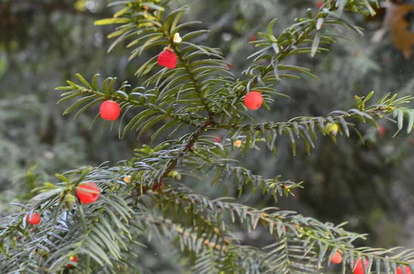 Zbliżenie Taxus Baccata Igły Iglaste Owoce Zielone Gałęzie Cisu Czerwonymi — Zdjęcie stockowe