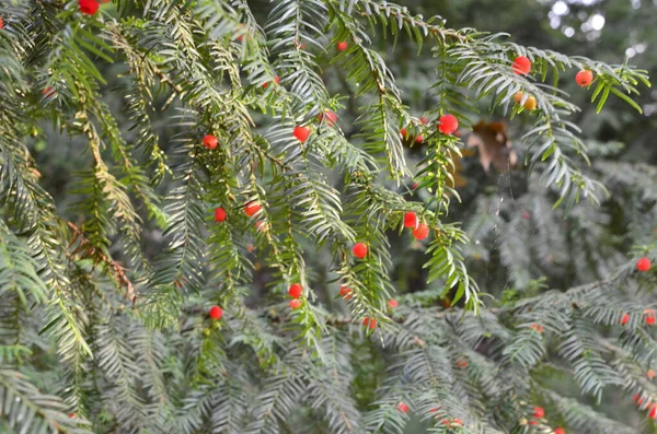 Taxus Baccata Gros Plan Aiguilles Fruits Conifères Branches Vertes Aux — Photo