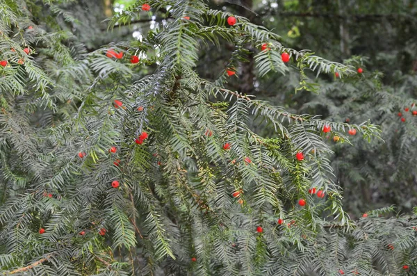 Taxus Baccata Close Naalden Vruchten Van Naaldbomen Groene Takken Van — Stockfoto