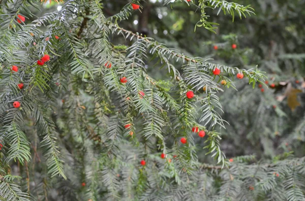 Taxus Baccata Closeup Conifer Needles Fruits Green Branches Yew Tree — Stock Photo, Image