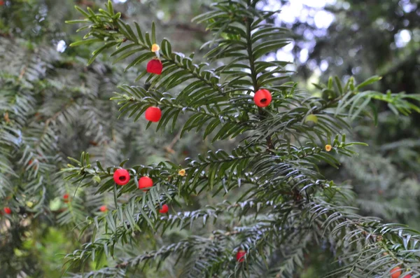 Taxus Baccata Yakın Çekim Kozalaklı Iğneler Meyveler Kırmızı Meyveli Porsuk — Stok fotoğraf