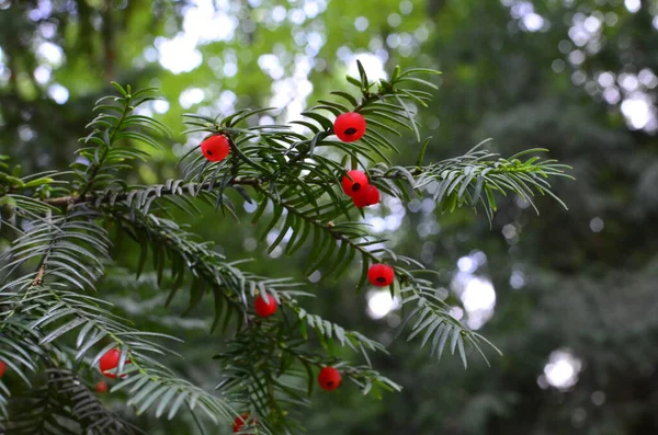 Zbliżenie Taxus Baccata Igły Iglaste Owoce Zielone Gałęzie Cisu Czerwonymi — Zdjęcie stockowe