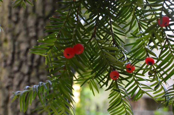 Taxus Baccata Yakın Çekim Kozalaklı Iğneler Meyveler Kırmızı Meyveli Porsuk — Stok fotoğraf