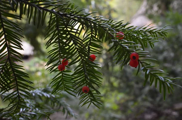 Primo Piano Del Taxus Baccata Aghi Frutti Conifera Rami Verdi — Foto Stock