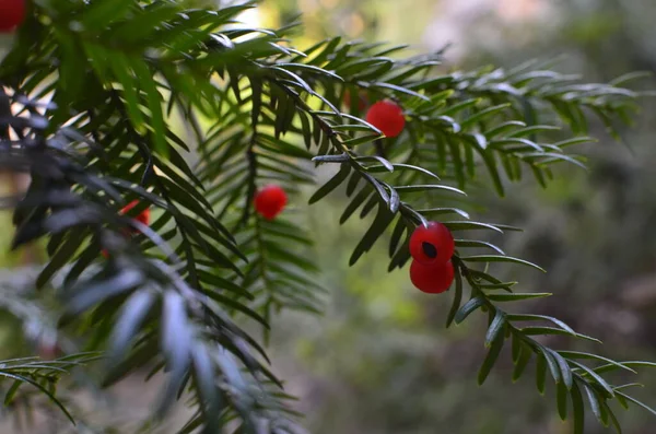 Taxus Baccata Yakın Çekim Kozalaklı Iğneler Meyveler Kırmızı Meyveli Porsuk — Stok fotoğraf