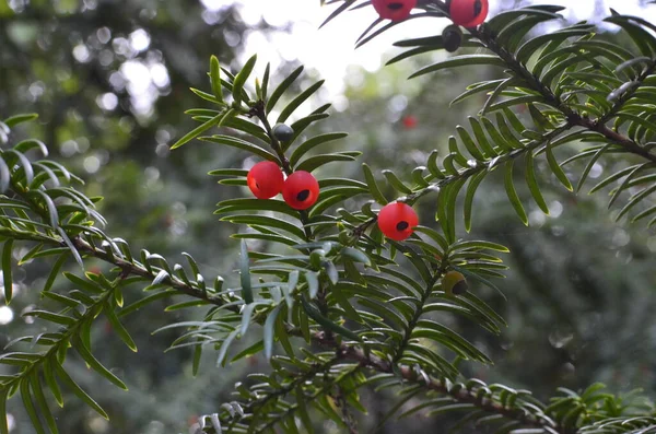 Taxus Baccata Closeup Conifer Needles Fruits Green Branches Yew Tree — Stock Photo, Image
