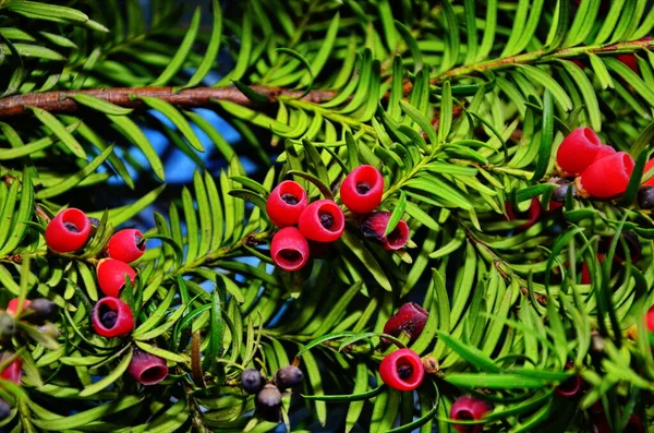 Taxus Baccata Primer Plano Agujas Coníferas Frutas Ramas Verdes Tejo — Foto de Stock