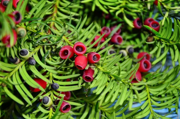 Taxus Baccata Primer Plano Agujas Coníferas Frutas Ramas Verdes Tejo — Foto de Stock