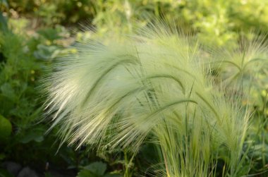Tilki kuyruğu arpası genellikle alçak ve orta seviyelerde bulunur ama bazen alkali ve tuzlu çayırlarda yetişir.