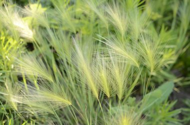 Tilki kuyruğu arpası genellikle alçak ve orta seviyelerde bulunur ama bazen alkali ve tuzlu çayırlarda yetişir.