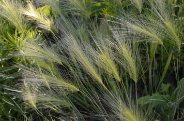 Tilki kuyruğu arpası genellikle alçak ve orta seviyelerde bulunur ama bazen alkali ve tuzlu çayırlarda yetişir.