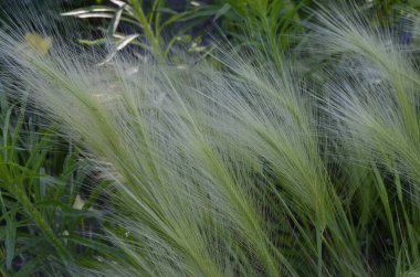 Tilki kuyruğu arpası genellikle alçak ve orta seviyelerde bulunur ama bazen alkali ve tuzlu çayırlarda yetişir.