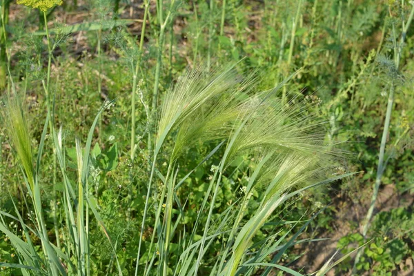 Foxtail Barley Found Mainly Low Mid Elevations Can Sometimes Grow — Stock Photo, Image