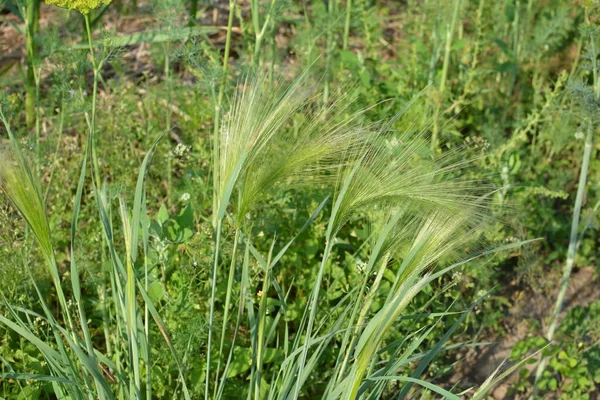 狐狸尾大麦主要产于中低海拔地区 但有时也会生长到亚高山地区 它原产于盐碱草甸 — 图库照片