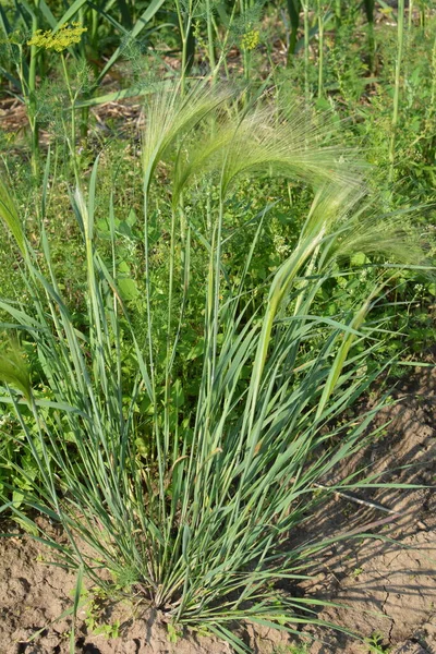フォックスタイル大麦は主に低中標高で発見されますが 時々亜高山帯まで成長することができますそれは生理食塩水やアルカリ性の牧草地に自生します — ストック写真