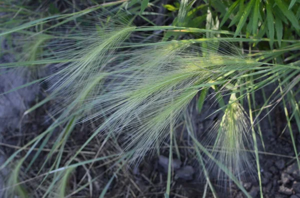 Foxtail Cevada Encontrada Principalmente Baixas Médias Elevações Mas Vezes Pode — Fotografia de Stock