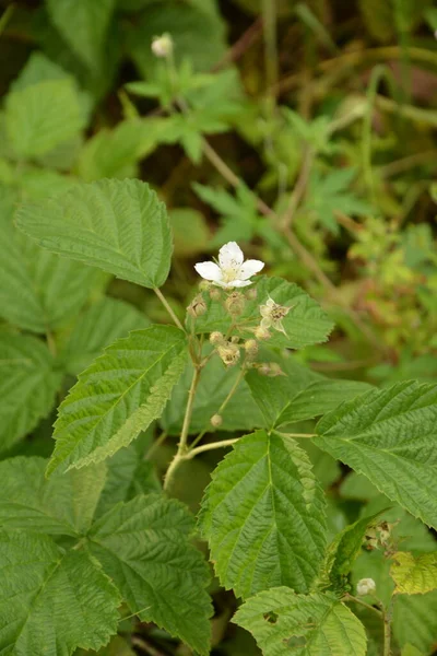 Bílá Květina Rubus Ulmifoliuses Druh Sarmentous Vypadající Keře Čeledi Rosaceae — Stock fotografie