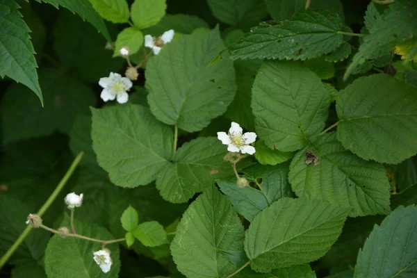 White Flower Rubus Ulmifoliuses Species Sarmentous Looking Shrub Rosaceae Family — Stock Photo, Image