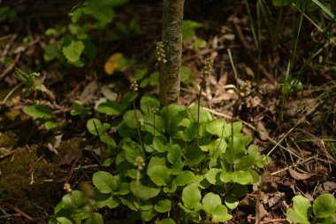 Yuvarlak yapraklı keklik üzümü - Pyrola rotundifolia.Pyrola rotundifolia, Heather ailesine ait uzun ömürlü ot.