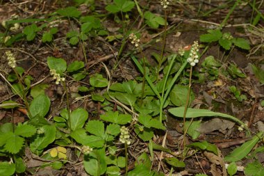 Yuvarlak yapraklı keklik üzümü - Pyrola rotundifolia.Pyrola rotundifolia, Heather ailesine ait uzun ömürlü ot.