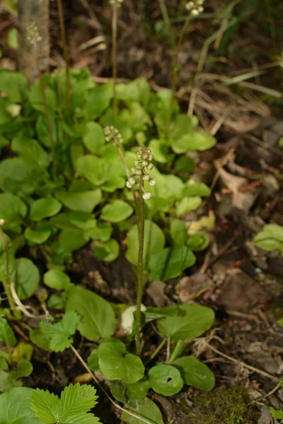 Rotund Leaved Wintergreen Pyrola Rotundifolia Pyrola Rotundifolia Iarba Perena Apartinand — Fotografie, imagine de stoc