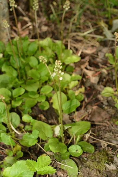 Invernadero Hojas Redondas Pyrola Rotundifolia Pyrola Rotundifolia Hierba Perenne Perteneciente —  Fotos de Stock