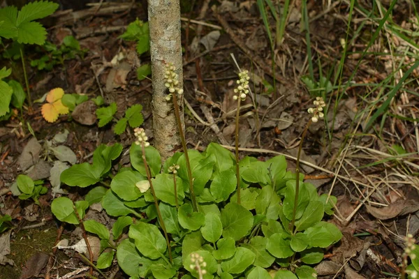 Wintergreen Folhas Redondas Pyrola Rotundifolia Pyrola Rotundifolia Grama Perene Pertencente — Fotografia de Stock