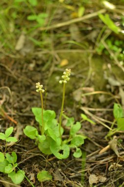 Yuvarlak yapraklı keklik üzümü - Pyrola rotundifolia.Pyrola rotundifolia, Heather ailesine ait uzun ömürlü ot.