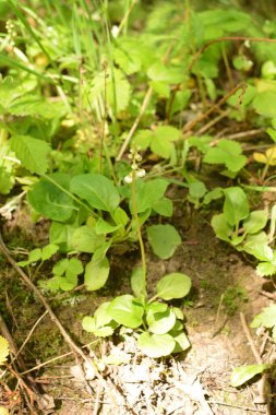 Yuvarlak yapraklı keklik üzümü - Pyrola rotundifolia.Pyrola rotundifolia, Heather ailesine ait uzun ömürlü ot.