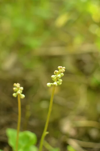 冬緑色の丸みを帯びた葉 Pyrola Rotundifolia 相続人の家族に属する多年草 — ストック写真