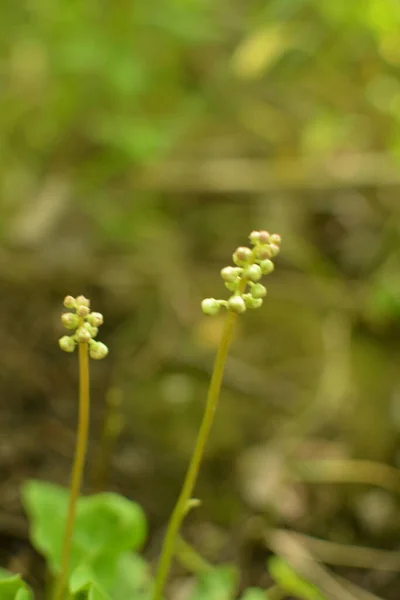 冬緑色の丸みを帯びた葉 Pyrola Rotundifolia 相続人の家族に属する多年草 — ストック写真