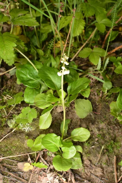 Invernadero Hojas Redondas Pyrola Rotundifolia Pyrola Rotundifolia Hierba Perenne Perteneciente —  Fotos de Stock