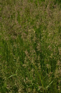 Yeşil çimenlere karşı Dactylis bitkisi. Dactylis glomerata otları çayırlarda yetişir. Dactylis glomerata, aynı zamanda horoz ayağı, meyve bahçesi otu ya da kedi otu olarak da bilinir..