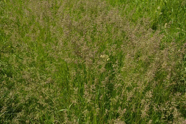 Planta Dactylis Contra Hierba Verde Prado Florece Valiosa Hierba Forrajera — Foto de Stock