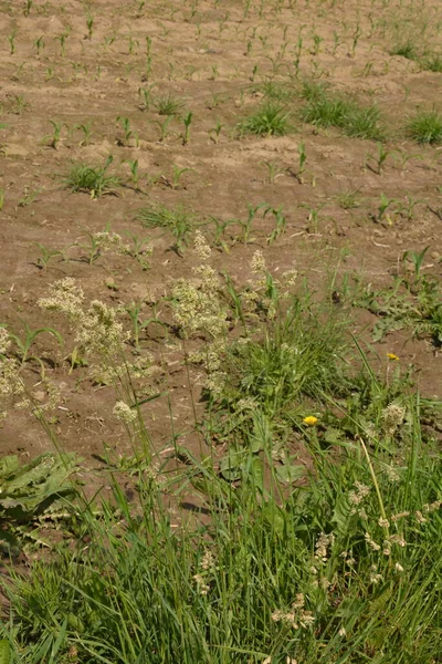 Pianta Dactylis Contro Erba Verde Nel Prato Fiorisce Preziosa Erba — Foto Stock