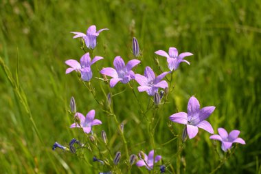 Campanula patula yabani çiçek, güzel mor çan çiçekleri yeşil çayırda çiçek açıyor.