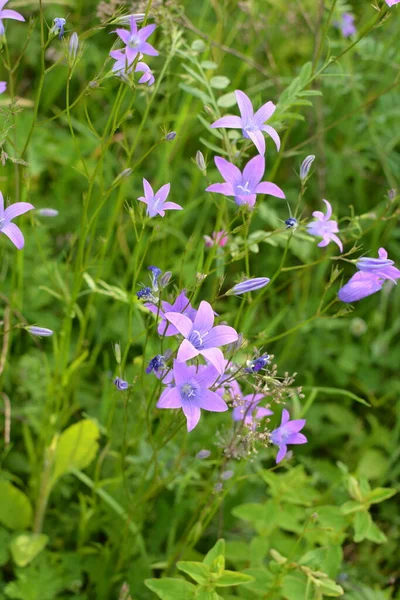 Campanula Patula Vad Virágzó Növény Gyönyörű Lila Terjedő Harangvirág Virágzik — Stock Fotó