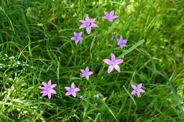 Campanula Patula Dzika Roślina Kwitnąca Piękny Fioletowy Krzew Kwiatów Dzwonu — Zdjęcie stockowe