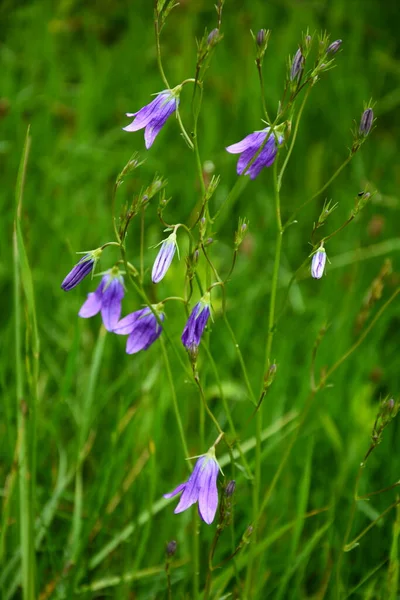 兰花野花盛开 美丽的紫花盛开在绿色的草地上 — 图库照片