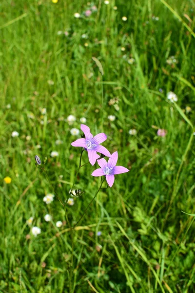 Campanula Patula Dzika Roślina Kwitnąca Piękny Fioletowy Krzew Kwiatów Dzwonu — Zdjęcie stockowe