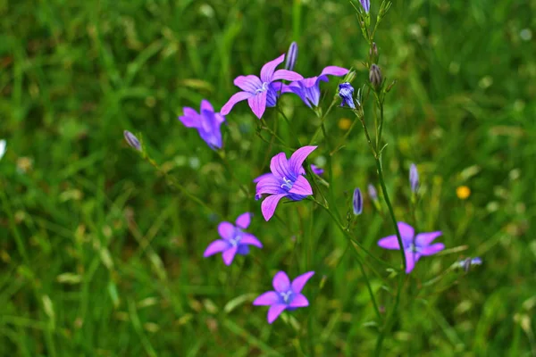 Campanula Patula Дикое Цветущее Растение Красивые Фиолетовые Цветы Колокольчиков Цвету — стоковое фото