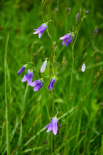 Campanula Patula Дика Квітуча Рослина Красиво Фіолетовий Розпускає Квіти Дзвіночків — стокове фото