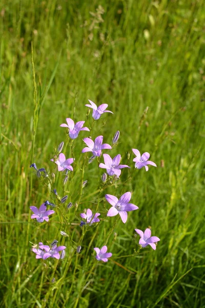 Campanula Patula Дикое Цветущее Растение Красивые Фиолетовые Цветы Колокольчиков Цвету — стоковое фото