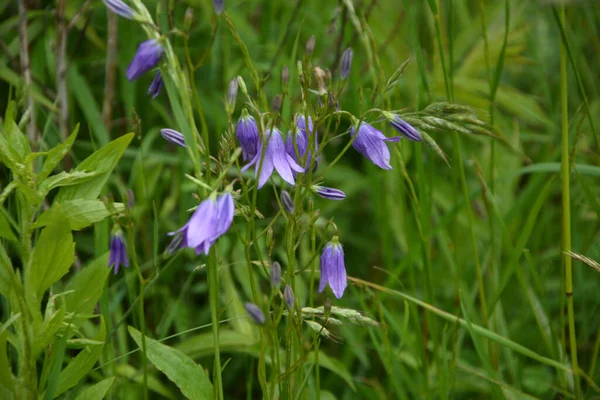 Campanula Patula Dzika Roślina Kwitnąca Piękny Fioletowy Krzew Kwiatów Dzwonu — Zdjęcie stockowe