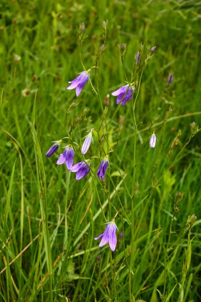 Campanula Patula Wild Flowering Plant Beautiful Purple Spreading Bellflowers Flowers — Stock Photo, Image